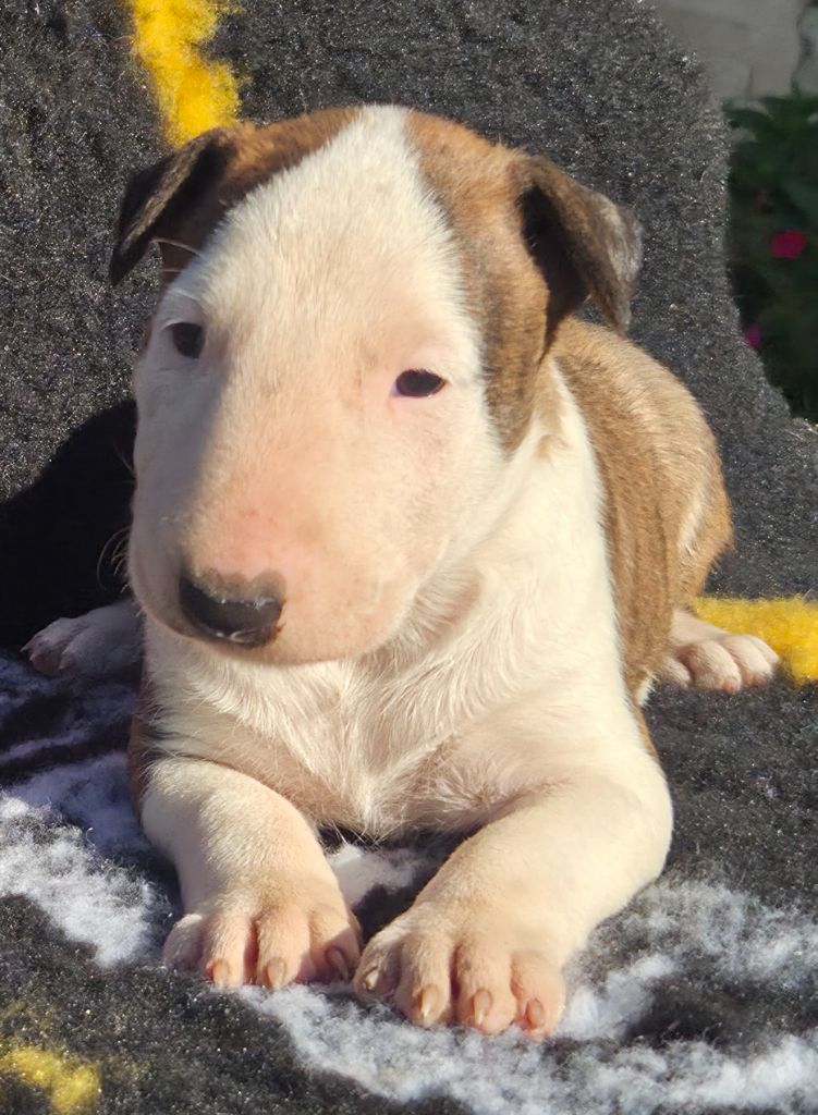 By The Wall - Chiots disponibles - Bull Terrier