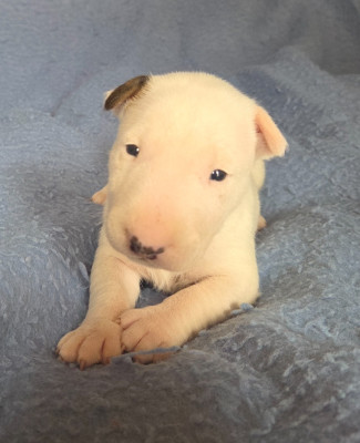 CHIOT 1