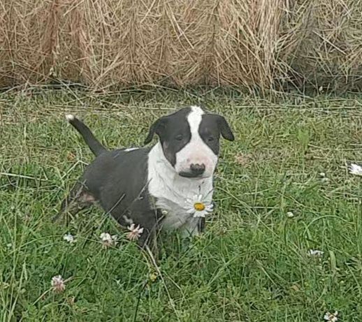 By The Wall - Chiots disponibles - Bull Terrier
