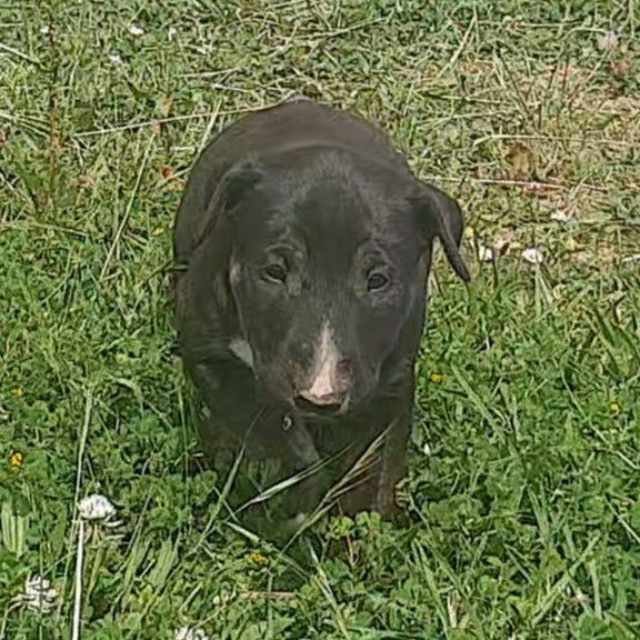 By The Wall - Chiots disponibles - Bull Terrier