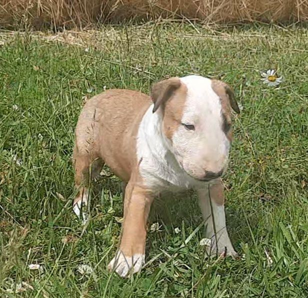 By The Wall - Chiots disponibles - Bull Terrier