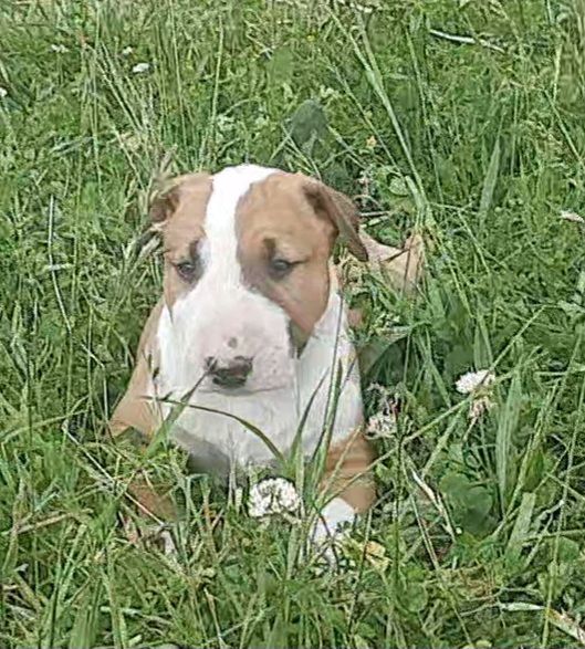 By The Wall - Chiots disponibles - Bull Terrier